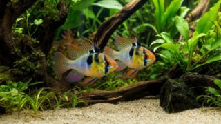 水草水槽でペアのラミレジィが泳ぐアイキャッチ画像