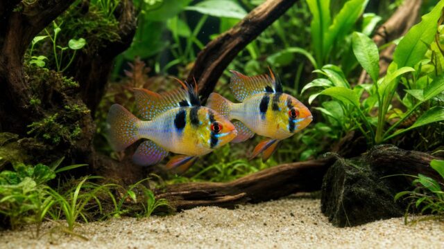 水草水槽でペアのラミレジィが泳ぐアイキャッチ画像