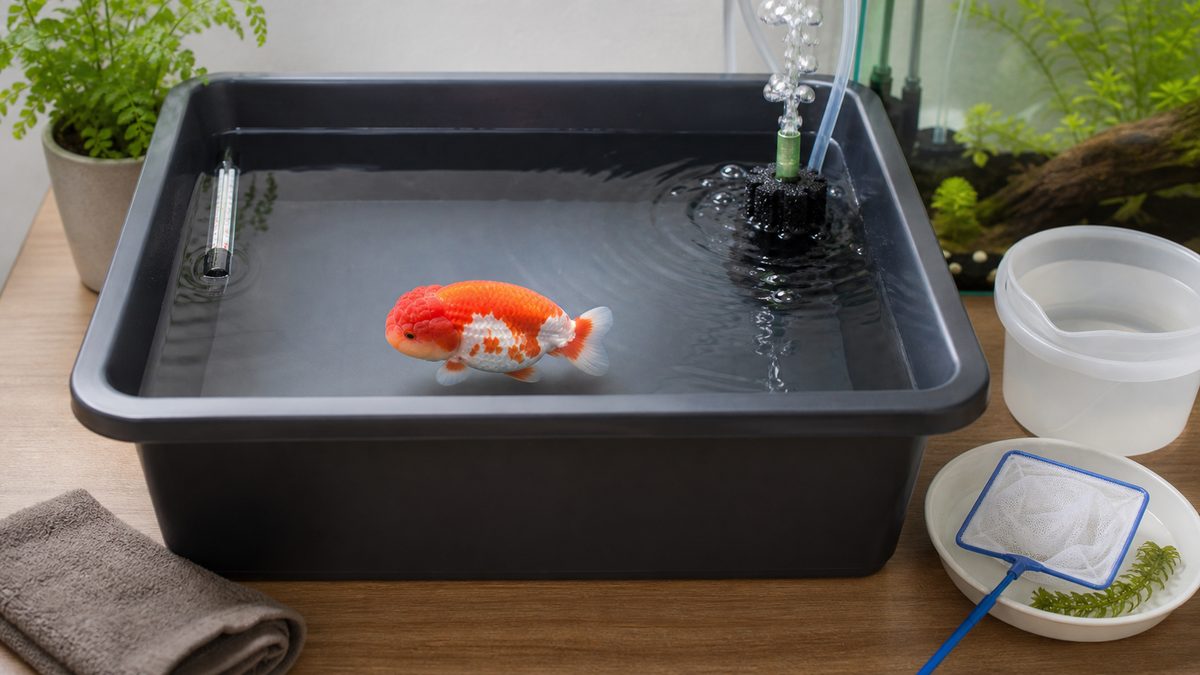 浅いプラ舟でらんちゅうを飼う基本環境画像