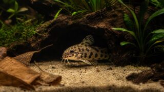 【繁殖成功記録】レオパードタティアの種類や混泳できる魚など育て方を徹底解説！【孵化後レポート】の要点を伝える淡水魚記事アイキャッチ画像