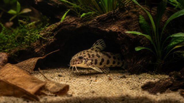 【繁殖成功記録】レオパードタティアの種類や混泳できる魚など育て方を徹底解説！【孵化後レポート】の要点を伝える淡水魚記事アイキャッチ画像