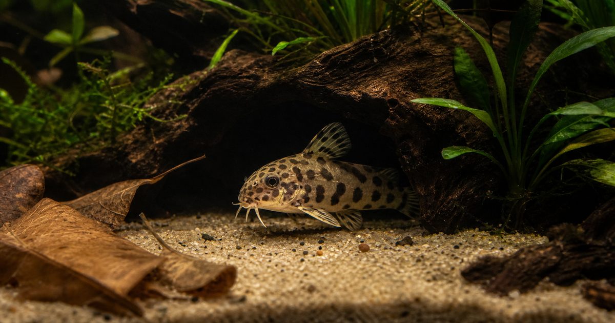 【繁殖成功記録】レオパードタティアの種類や混泳できる魚など育て方を徹底解説！【孵化後レポート】の要点を伝える淡水魚記事アイキャッチ画像
