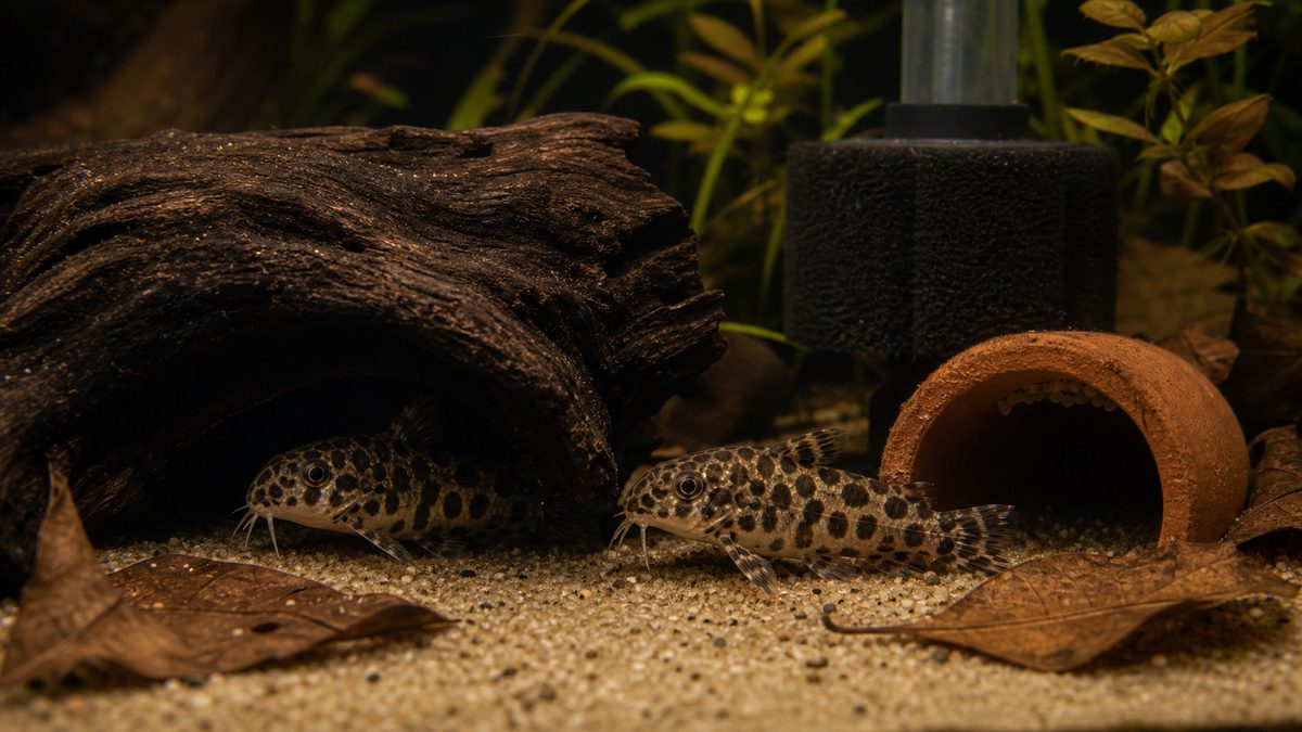 レオパードタティアの繁殖の要点をまとめた淡水魚飼育インフォグラフィック