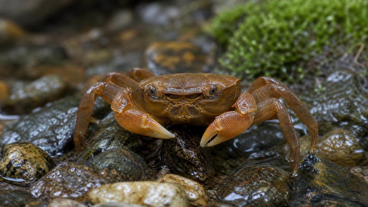 サワガニの体つきと清流の生息環境がわかる近接画像