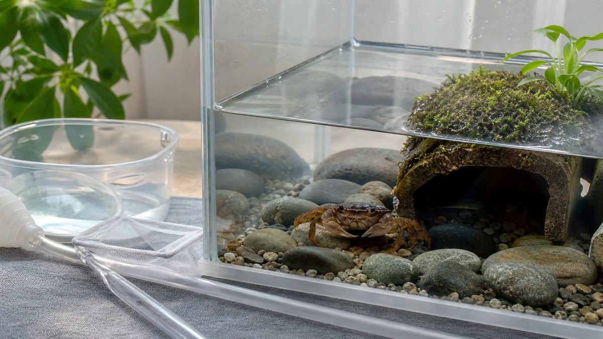 隔離容器と清潔な水でサワガニの病気やケガに備える飼育管理