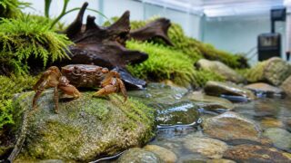 サワガニの半陸生飼育環境を渓流風アクアテラリウムで示すアイキャッチ画像