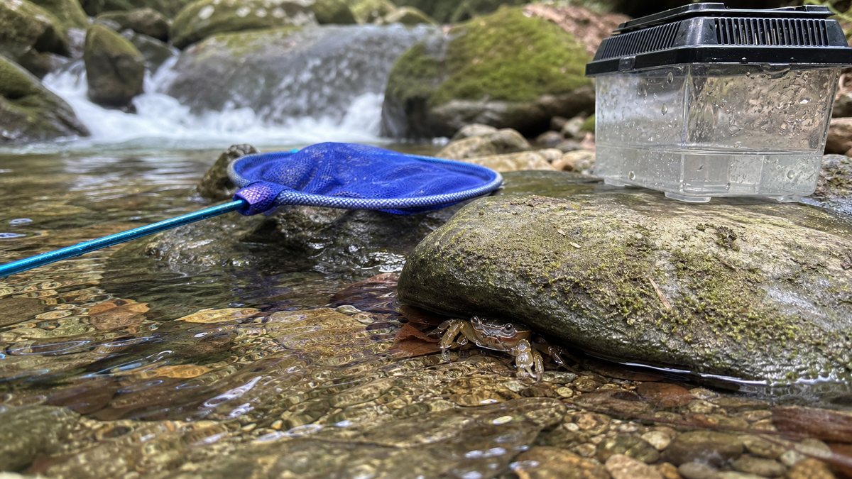 サワガニ採集の道具と清流での採集環境を示す画像