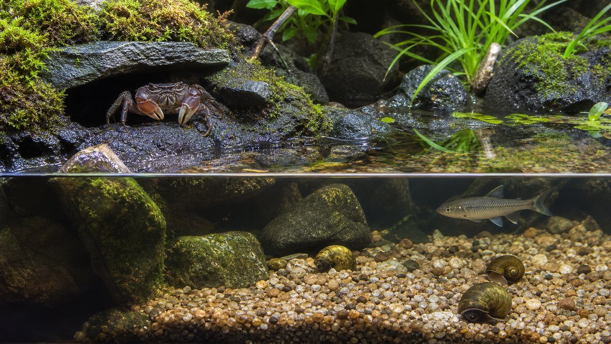 サワガニの混泳は距離と隠れ家が重要であることを示す画像