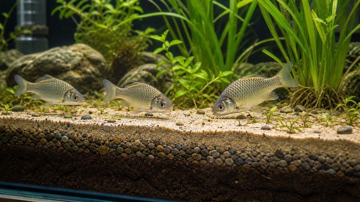 底砂の役割と日本淡水魚への影響の要点をまとめた淡水魚飼育インフォグラフィック