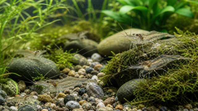 スジエビの特徴・採集・飼育方法を水草水槽で示した完全ガイドのアイキャッチ