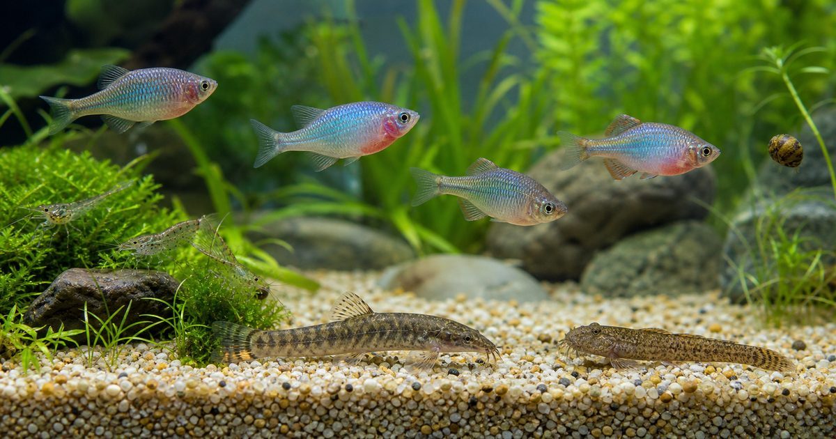 タナゴの混泳相手おすすめガイド【相性の良い魚・エビ・貝を徹底解説】の要点を伝える淡水魚記事アイキャッチ画像