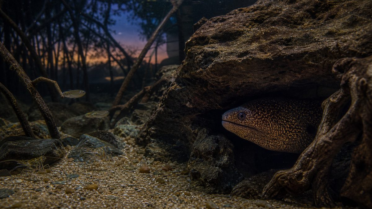 淡水ウツボの夜行性とシェルターに潜む生態を示す画像