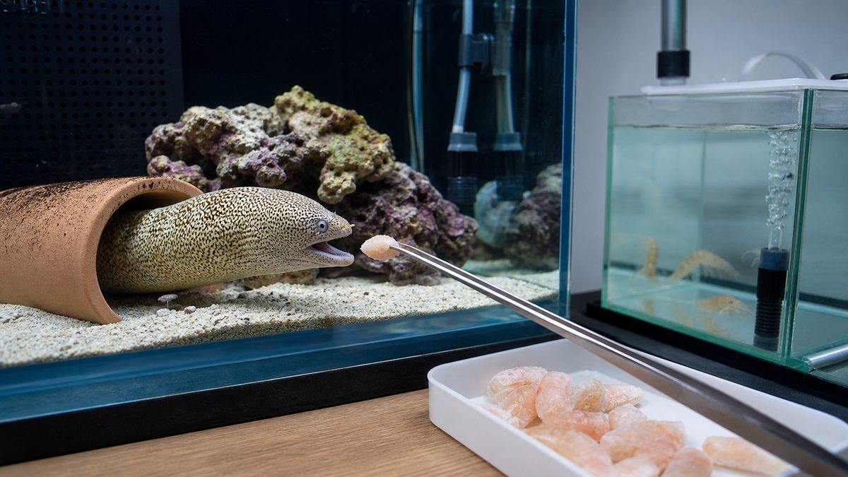 淡水ウツボの安全な給餌と餌管理を示す画像