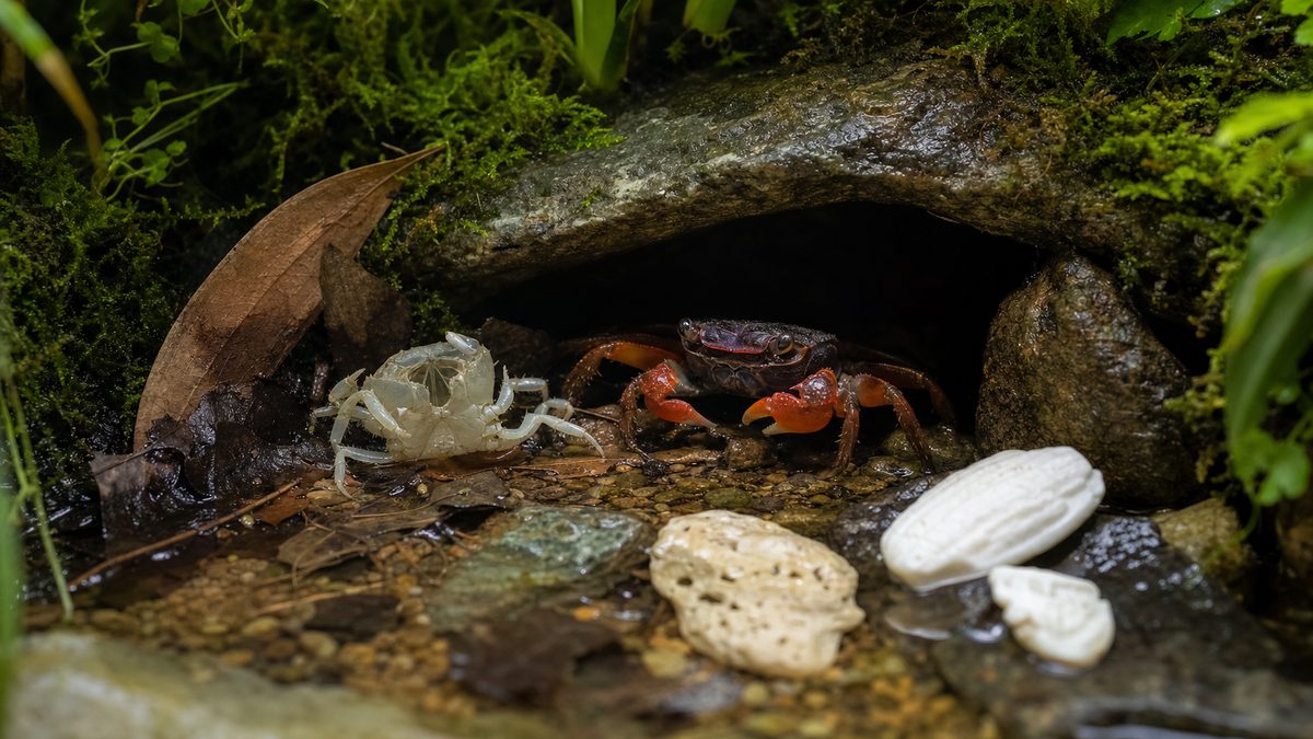 脱皮中のバンパイアクラブを隠れ家で守る飼育対策画像