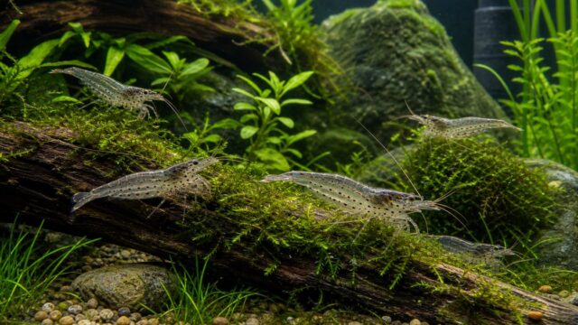 ヤマトヌマエビの飼育方法完全ガイド｜コケ取り最強エビの水槽・水質・繁殖・混泳を徹底解説の要点を伝える淡水魚記事アイキャッチ画像