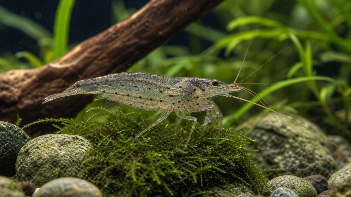 ヤマトヌマエビの基本情報の要点をまとめた淡水魚飼育インフォグラフィック