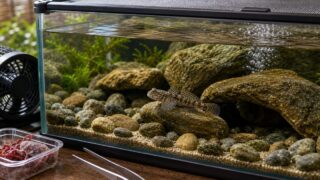 ヨシノボリの飼育完全ガイド｜種類の見分け方・混泳・餌付け・繁殖まで徹底解説【決定版】の要点を伝える淡水魚記事アイキャッチ画像