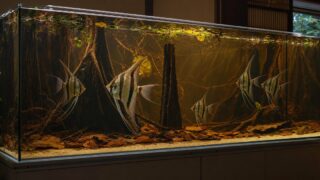 背の高いブラックウォーター水槽を群泳する成熟したアルタムエンゼルフィッシュ