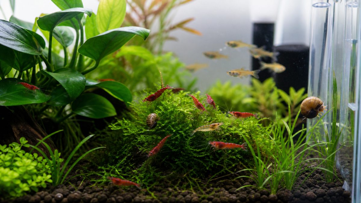 小型水槽の水草でミナミヌマエビと貝がいる画像