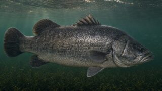 日本の汽水域を泳ぐアカメ Lates japonicus の大型成魚と赤く反射する眼