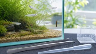 植栽したメダカ水槽のガラス面にいる小さなヒルとピンセットやスポイト
