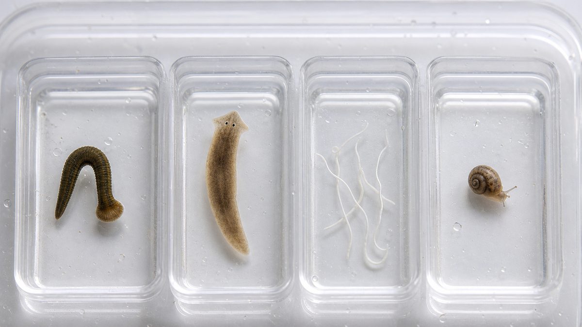 尺取り状のヒル、三角頭のプラナリア、糸状のミズミミズ、殻のある小型貝の比較