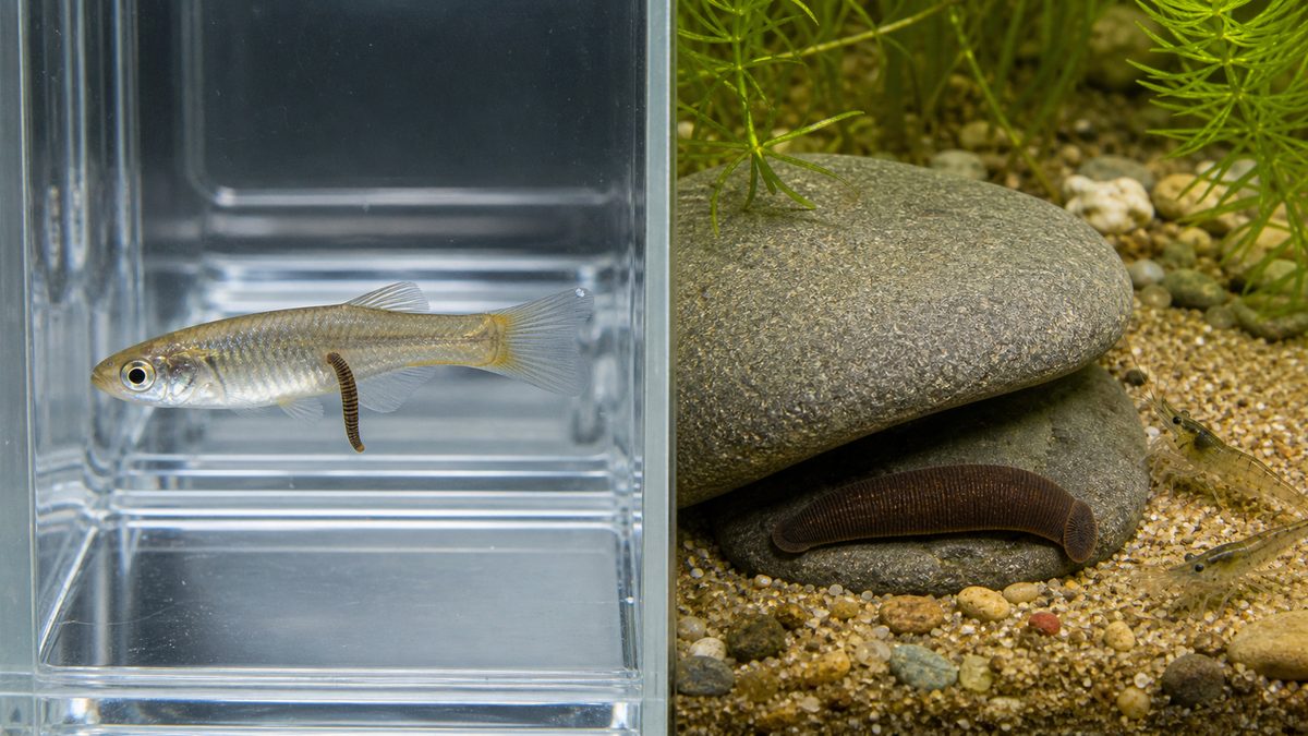 メダカに付く細長い魚ヒルと別容器の石の下で暮らす褐色のヒル