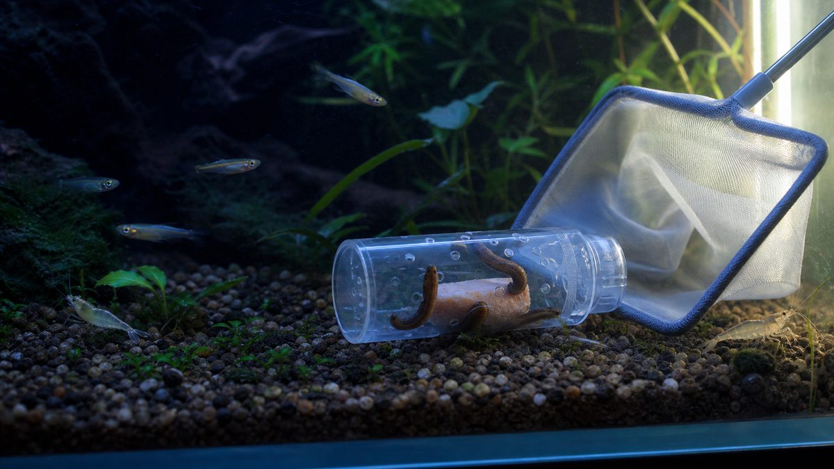 夜の水槽底に置いた透明な有孔トラップへ入る数匹のヒルと回収用の網