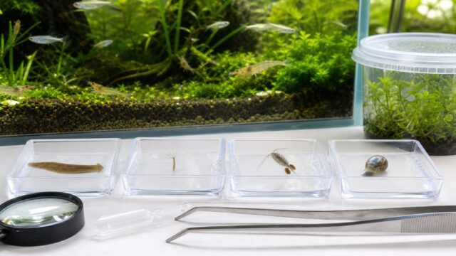 明るい水草水槽の前にプラナリア、ヒドラ、ケンミジンコ、サカマキガイの観察皿と駆除道具を並べた様子