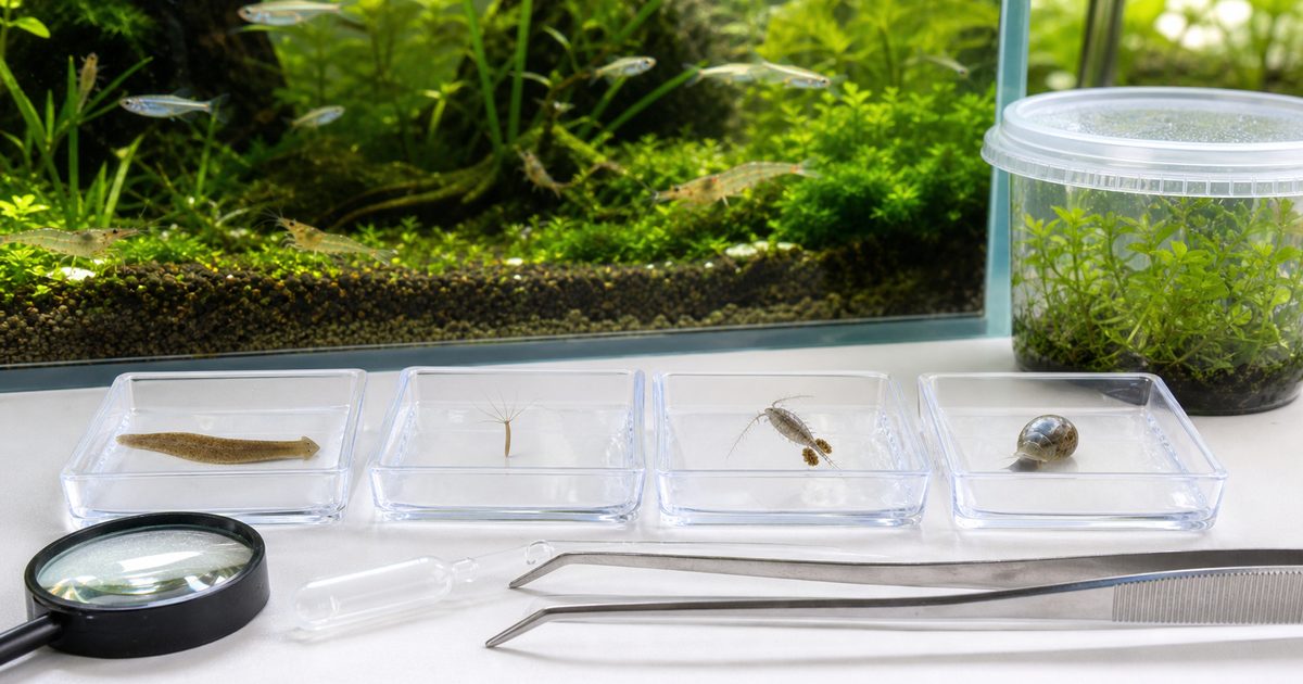 明るい水草水槽の前にプラナリア、ヒドラ、ケンミジンコ、サカマキガイの観察皿と駆除道具を並べた様子