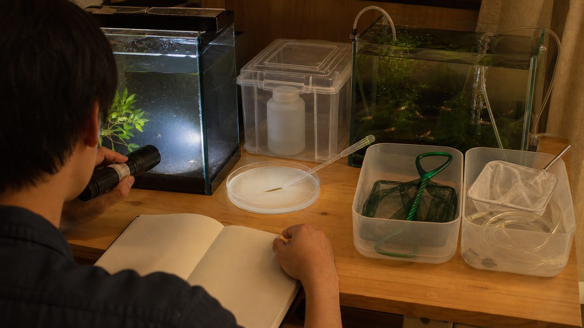 夜の水槽をライトで点検しプラナリアを丸ごと吸引、薬剤を保管し網とホースを分けて記録する飼育者