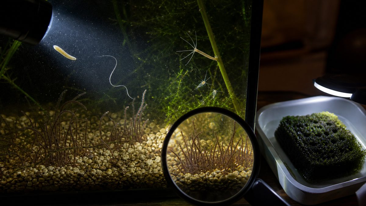 夜の水槽で滑るプラナリア、S字に泳ぐ線虫、底床の水ミミズ、付着するヒドラをライトとルーペで観察