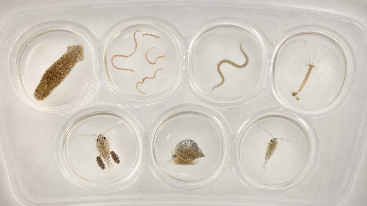 プラナリア、水ミミズ、線虫、ヒドラ、抱卵ケンミジンコ、サカマキガイを七つの観察セルで比較