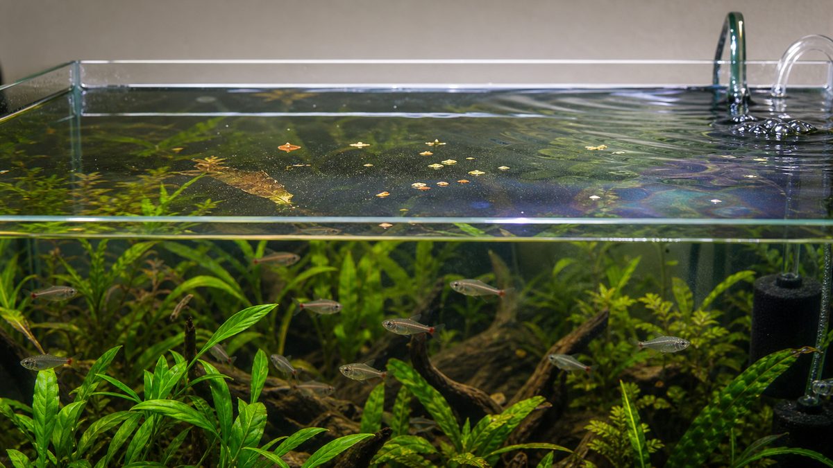 餌の食べ残しや枯れ葉で水面に油膜が出る水槽