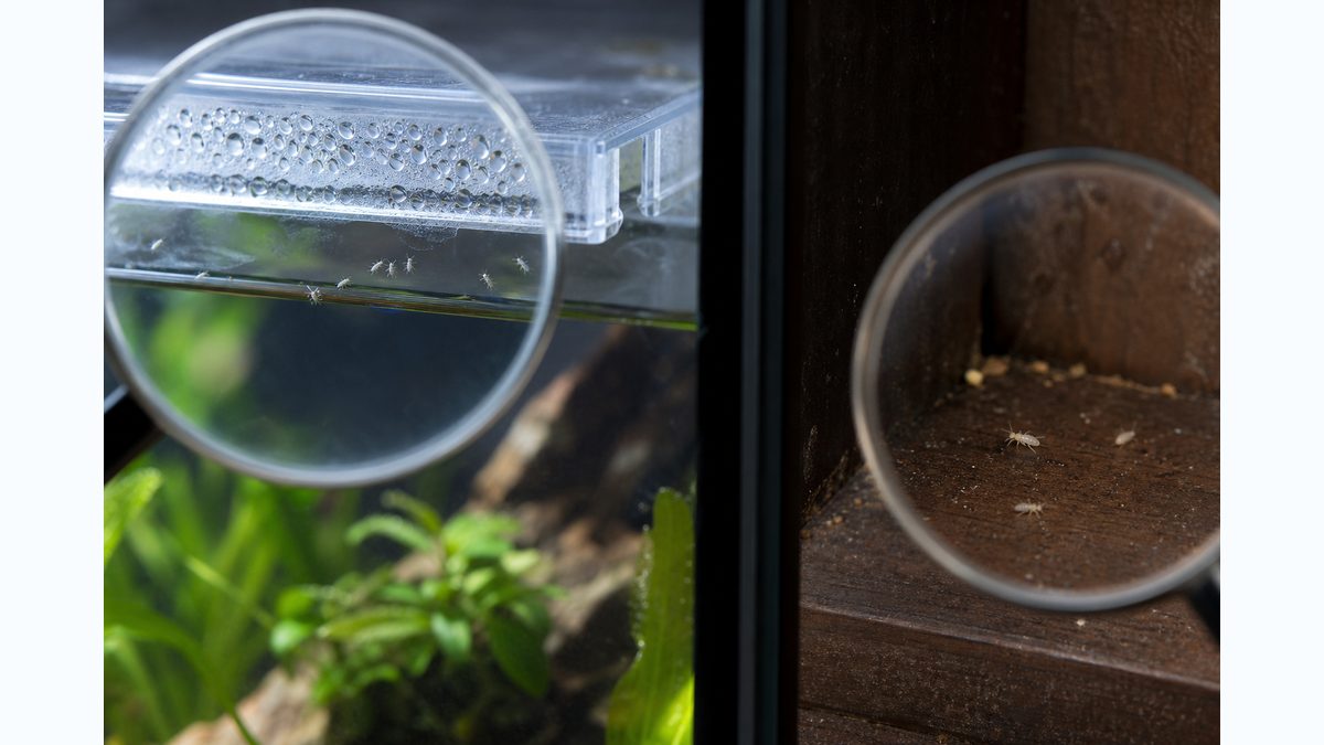 水槽の水面やフタ裏と乾いた湿気場所にいる白い小虫の違いをルーペで示す画像