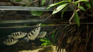 アーチャーフィッシュが汽水水槽で水鉄砲を狙う様子と飼育環境