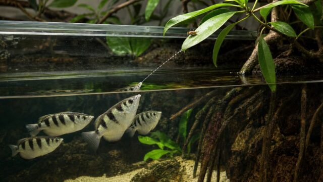 アーチャーフィッシュが汽水水槽で水鉄砲を狙う様子と飼育環境