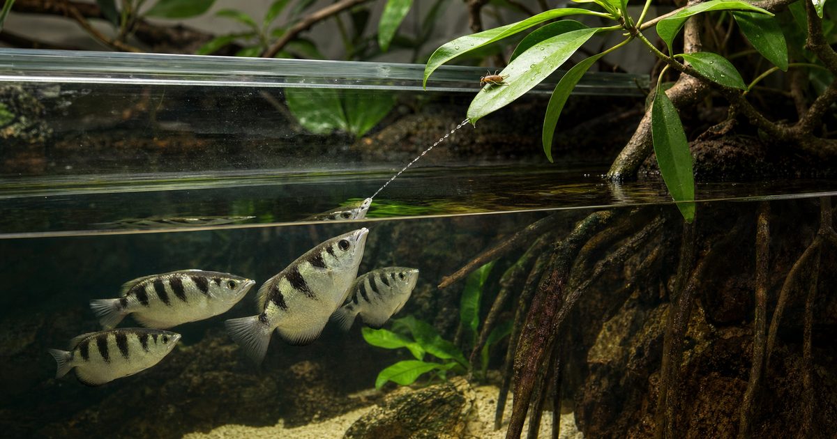 アーチャーフィッシュが汽水水槽で水鉄砲を狙う様子と飼育環境