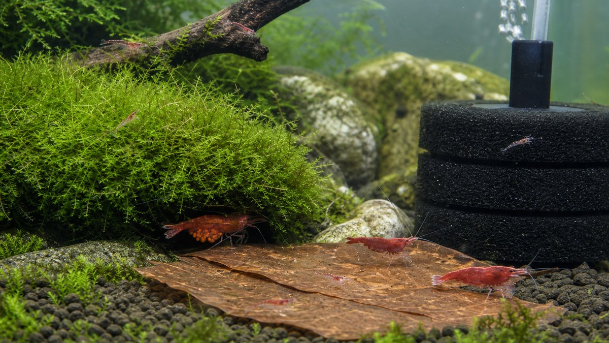モスと落ち葉とスポンジフィルターがある魚のいない繁殖水槽