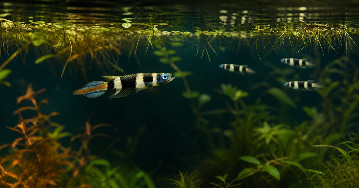 クラウンキリー Epiplatys annulatus のオスと群れが浮草の下を泳ぐ飼育・繁殖記事のアイキャッチ