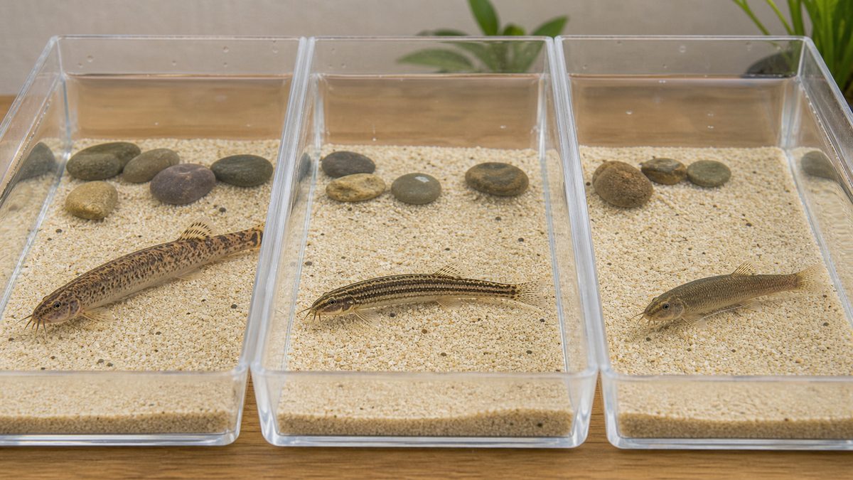 観察ケース内の複数のドジョウで種類の違いを示す画像