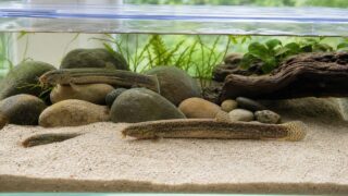 細かい砂と流木の水槽で3匹のドジョウが過ごす飼育ガイドのアイキャッチ