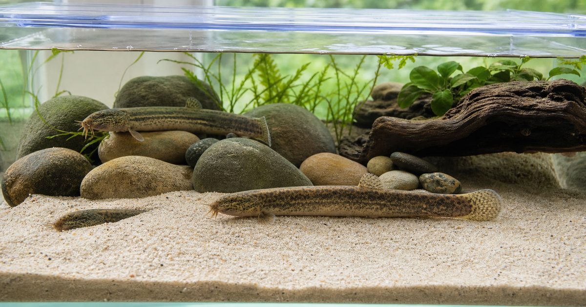 細かい砂と流木の水槽で3匹のドジョウが過ごす飼育ガイドのアイキャッチ