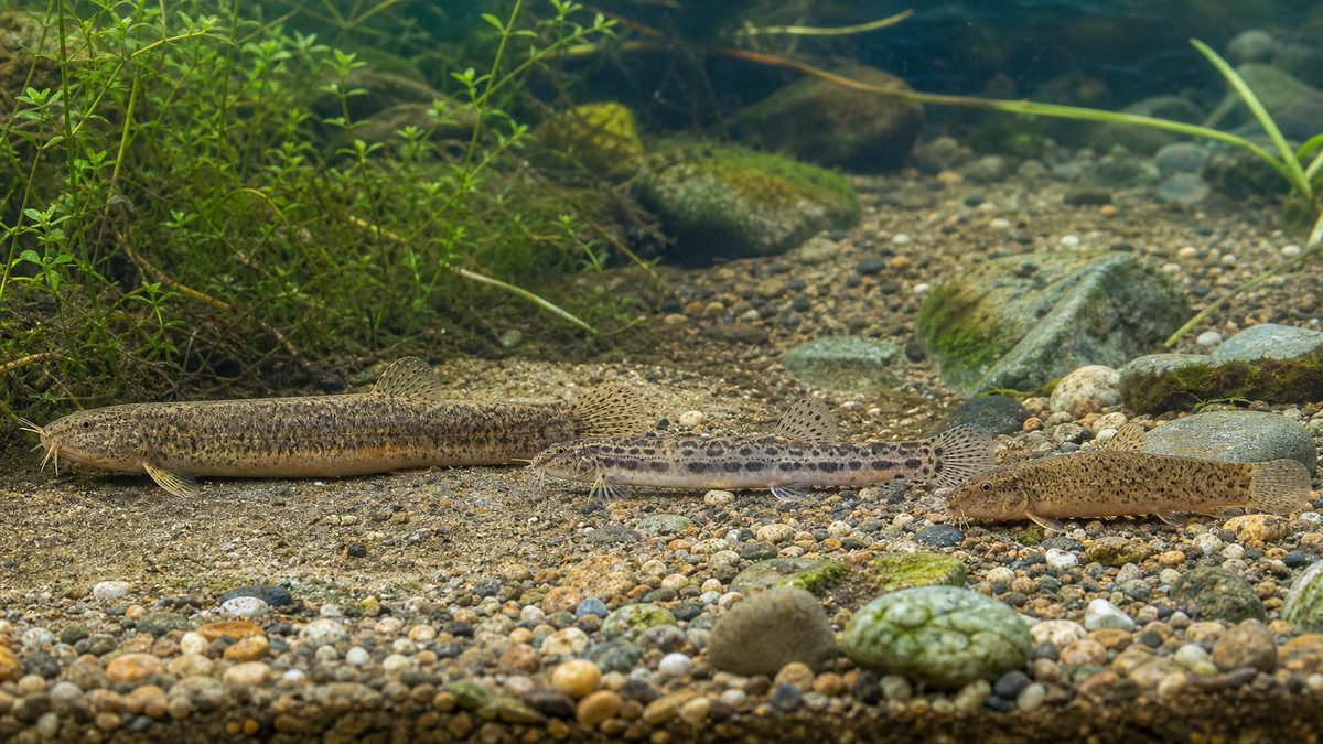 褐色のマドジョウ、黒い斑点列のシマドジョウ、小型のホトケドジョウを同じ縮尺で比較