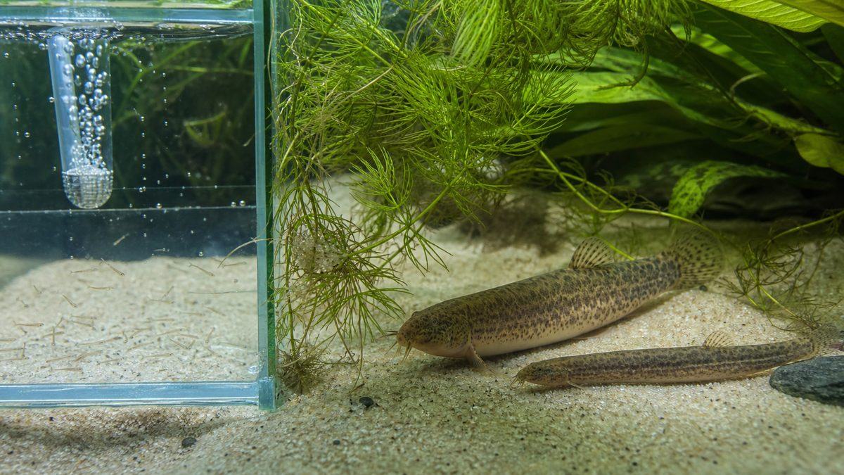 水草の間のドジョウの雌雄と付着卵、仕切った育成区画で管理する小さな稚魚