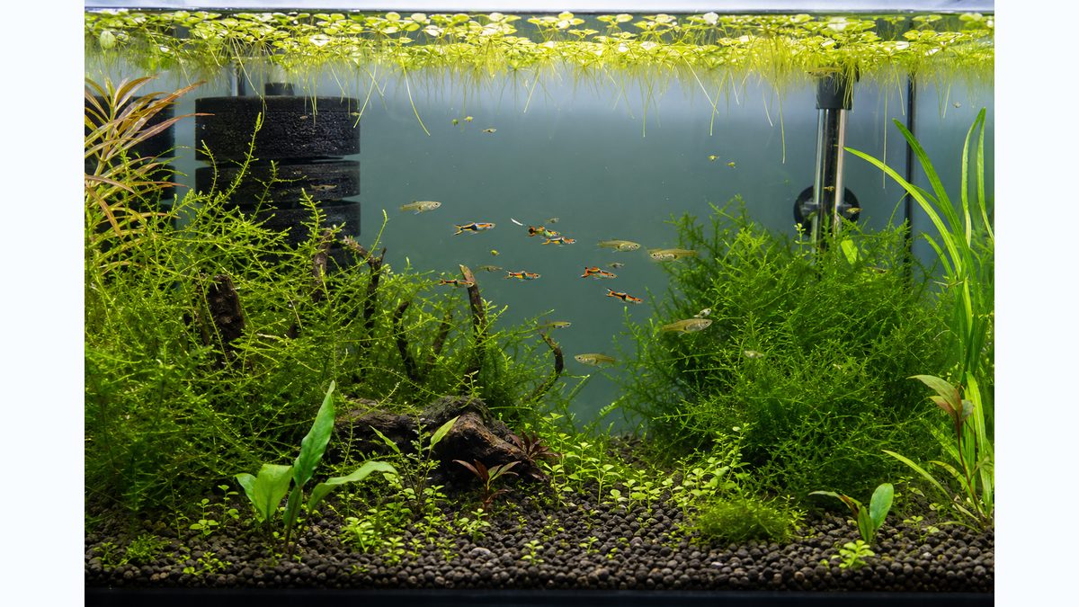 スポンジフィルター・ヒーター・水草を備え、オス・メス・稚魚が健康に泳ぐエンドラーズ水槽