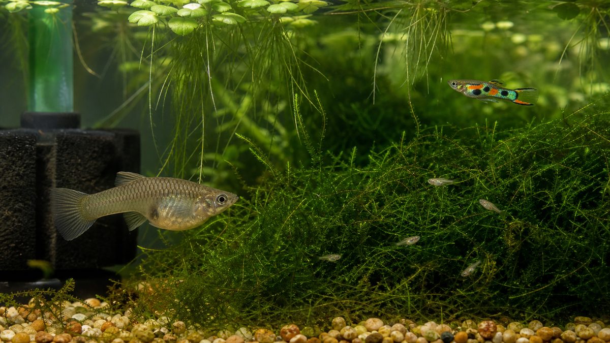 妊娠したエンドラーズのメスとモスや浮草の根に隠れる稚魚