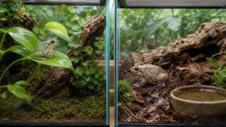 縦長ケージのニホンアマガエルと横長ケージのヌマガエル