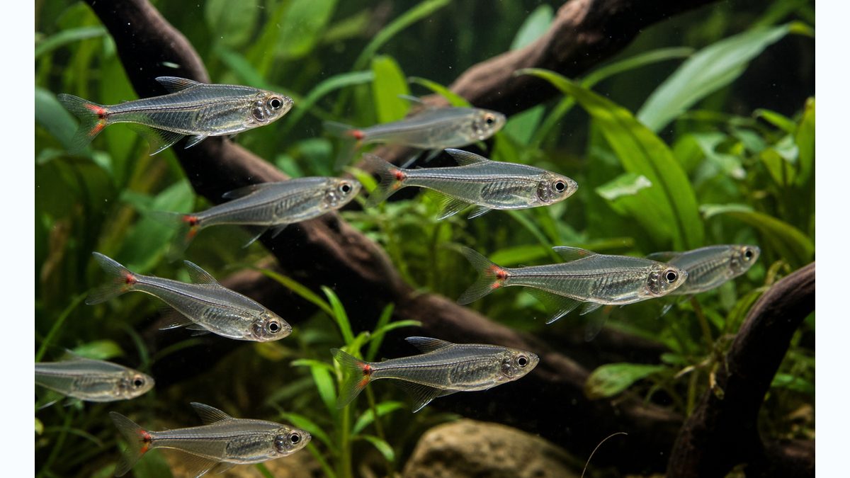 ペルーグラステトラとは?基本情報と生態の要点を視覚的に整理した淡水魚飼育記事用画像
