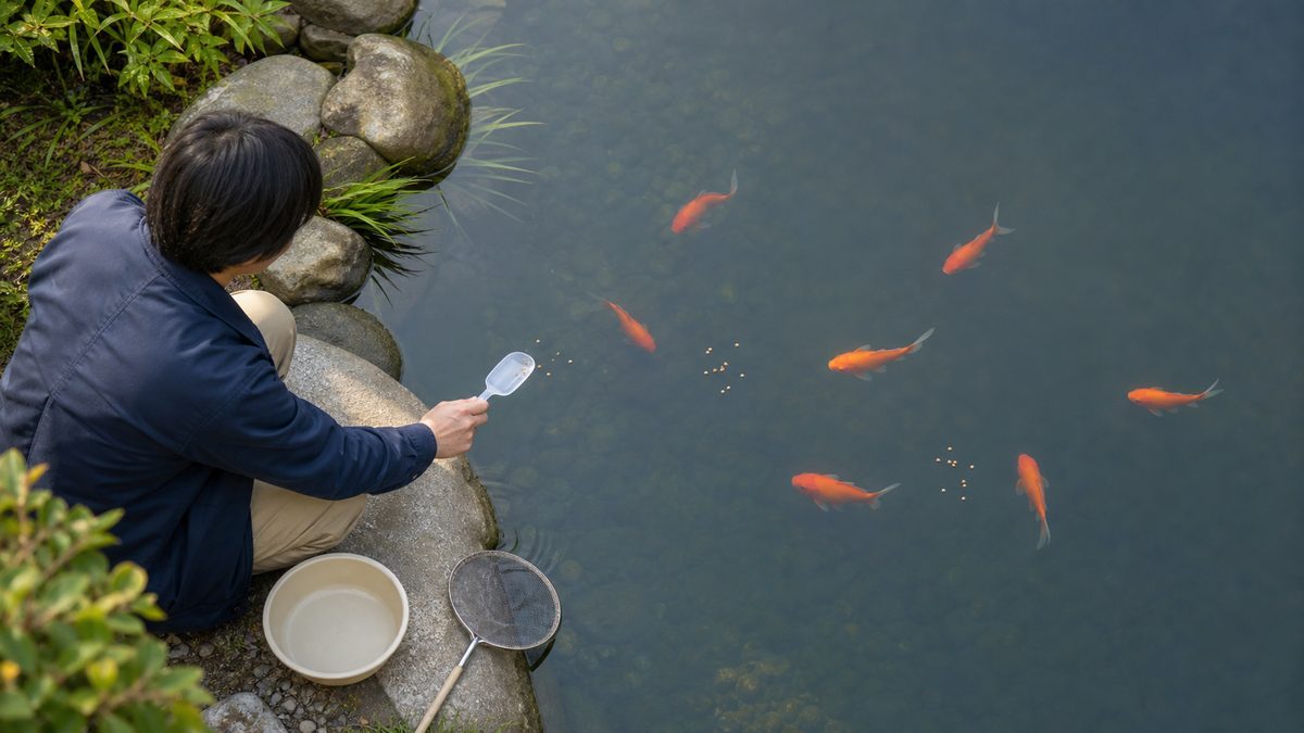 広い金魚池にごく少量の粒餌を分散して与える様子